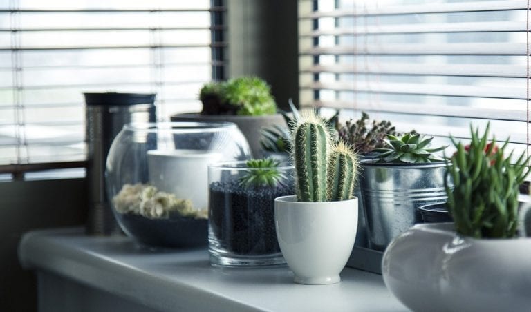 COQUITLAM: GREEN THUMB FEATURE - INDOOR GARDENING TIPS