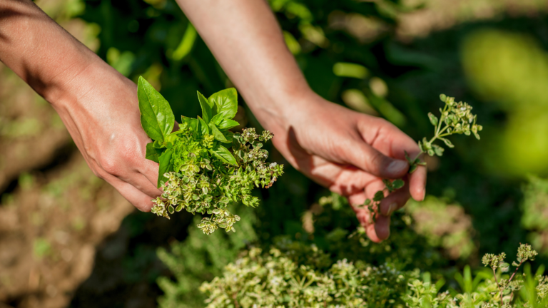 PATIO GARDENING AT GARDENA: HERBS, VEGGIES, AND YEAR-ROUND BEAUTY IN THE PNW